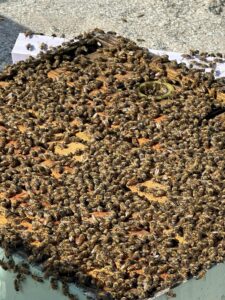 An active bee hive.