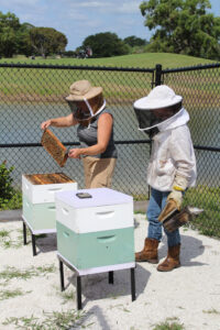Beekeepers working up close with the Southwinds bees.