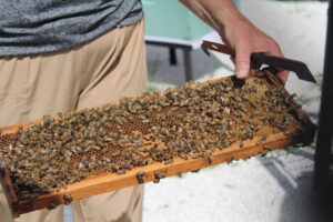 One of the Southwinds bee hives, full of bees and honey.